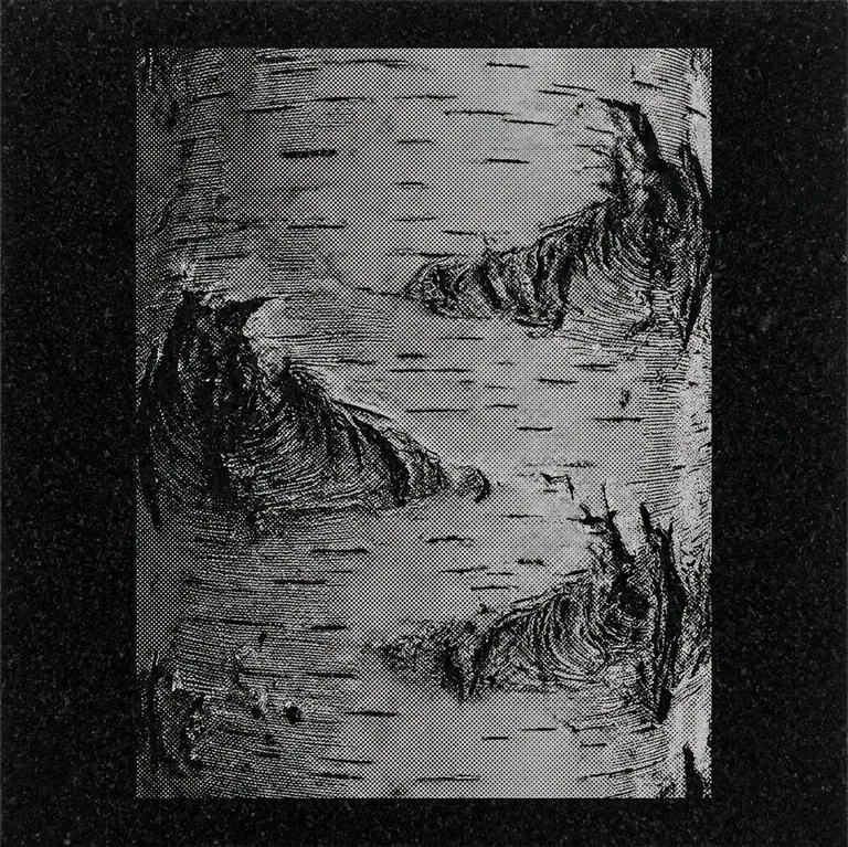 Эскиз: Кора крупным планом (фотореализм) — фактура бересты в Туле